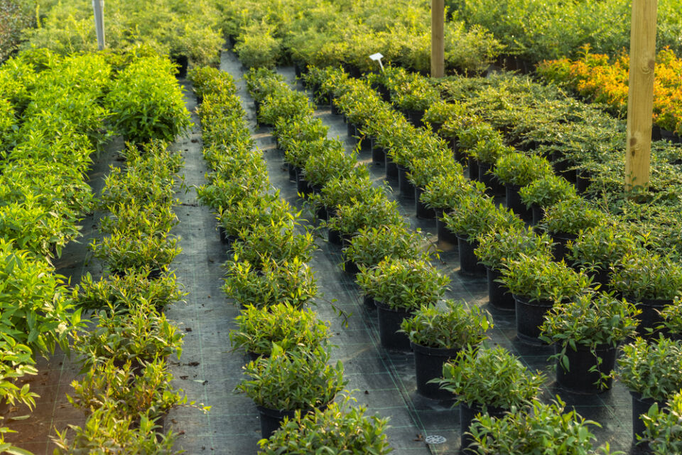 pépinière arbuste